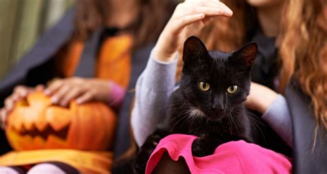 Why You Should Adopt a Black Cat This Halloween | BeChewy