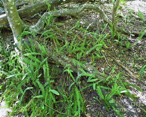 Fern Around The Roots Photograph by D Hackett - Pixels