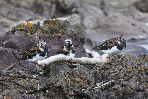 Turnstone Montrose Basin Species Database