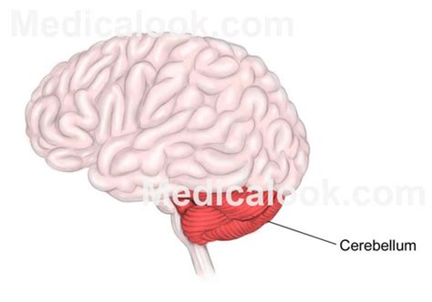 Unit Memory Flashcards Quizlet