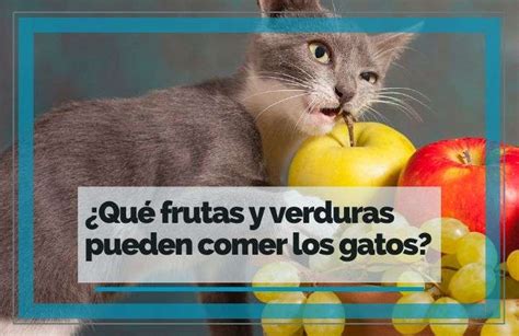 Qu Frutas Y Verduras Pueden Comer Los Gatos Feelcats