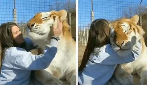 Youtube Viral Turista Ingresa A Jaula De Enorme Tigre Para Acariciarlo