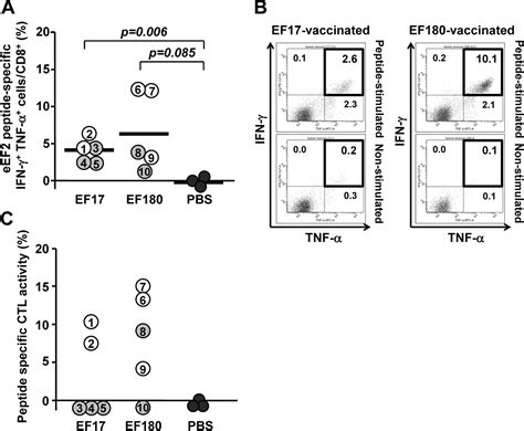 Induction Of Eef2 Specific Antitumor Ctl Responses In Vivo By