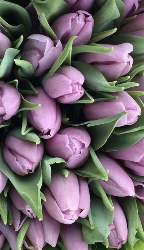 Pin By On Flowers Purple Flowers Purple Tulips Tulips