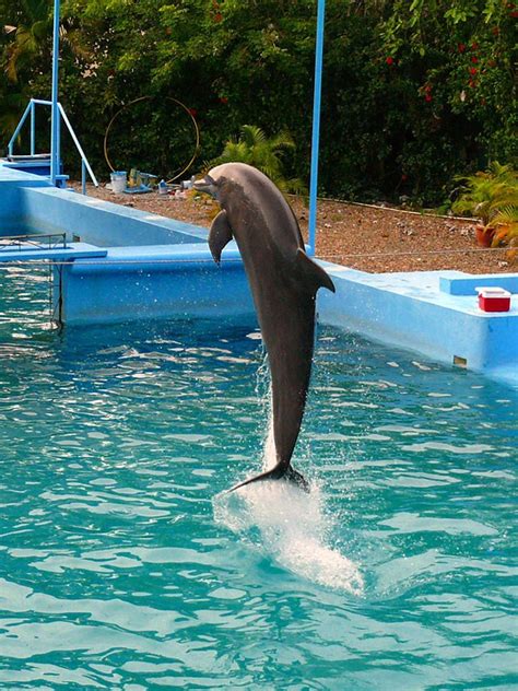 Dolphin Show Jumping Free Photo On Pixabay Pixabay