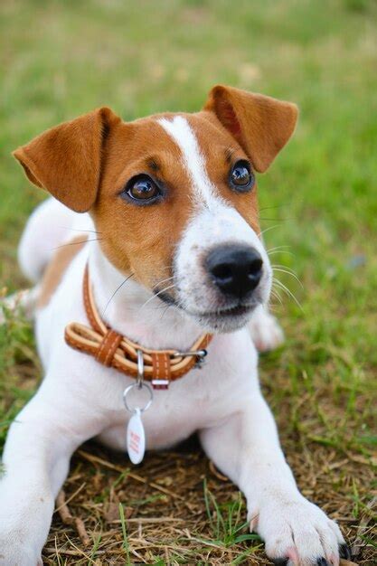 Loco Perro Sonriente Jack Russel Terrier Sobre Hierba Verde Foto Premium