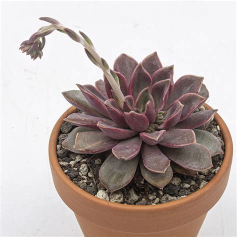 Echeveria Mina Klein Kakteen Gautschi