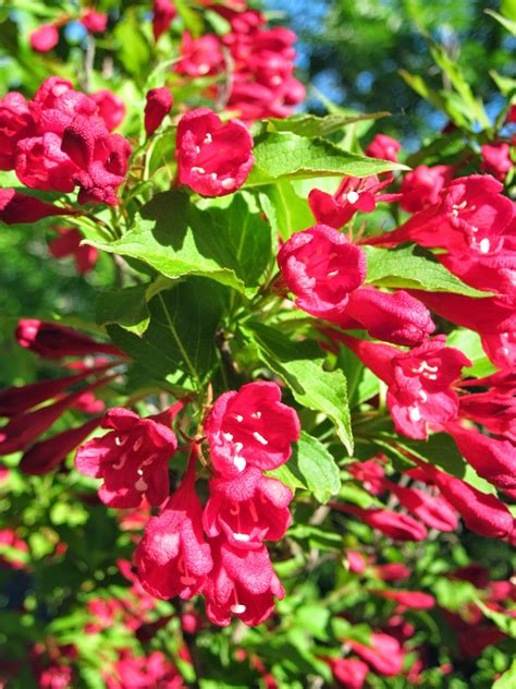Colleen's Gardens: Show Stopping Color: Weigela 'Red Prince'