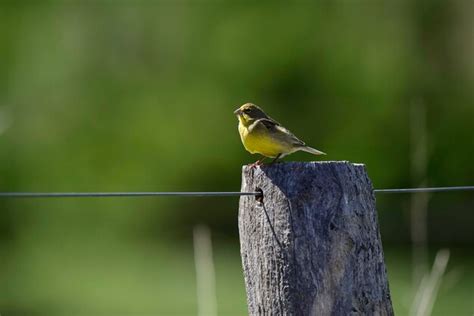 Premium Photo Saffron Finch Sicalis Flaveola La Pampa Argentina