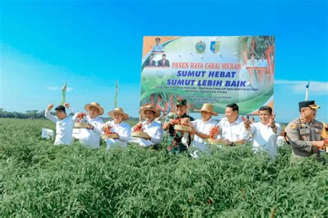 Desa Lubuh Cuik Kabupaten Batu Bara Jadi Penghasil Cabai Terbesar Kedua