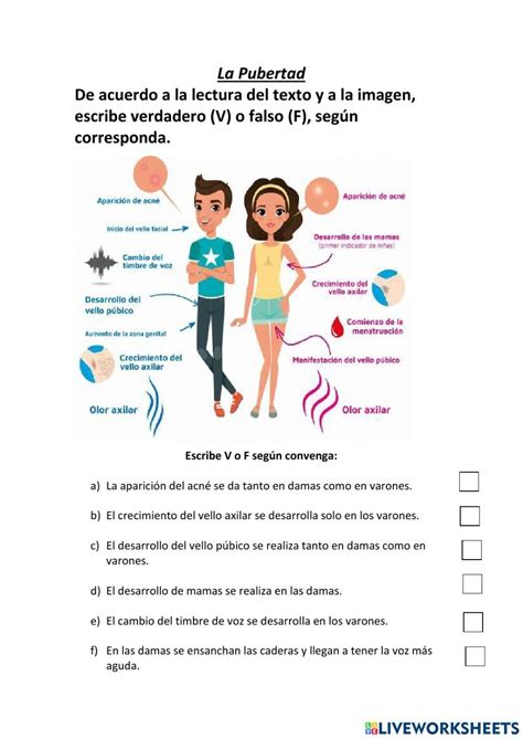 Ejercicio De Las Etapas Del Ser Humano Y La Pubertad Etapas Del