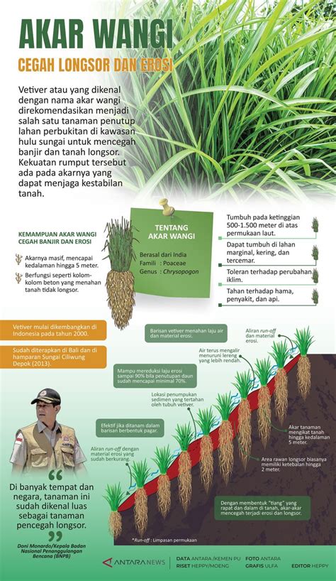 Akar Wangi Cegah Longsor Dan Erosi Infografik ANTARA News