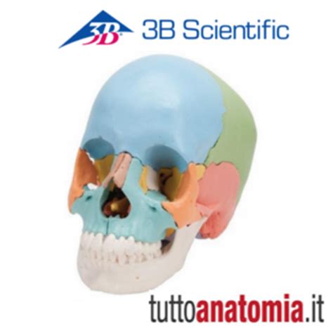 Cranio Didattico Scomponibile In Parti Modellianatomici It