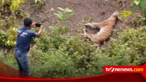 Diduga Terkena Jeratan Babi Seekor Harimau Sumatera Ditemukan Mati Di