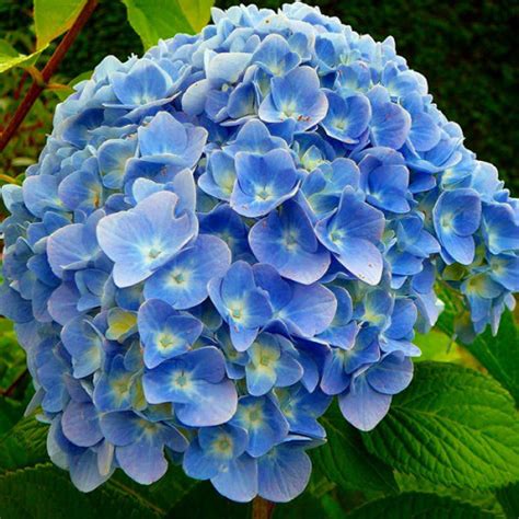 Гортензия Forever and Ever Blue - купить с доставкой по Украине, цена в ...