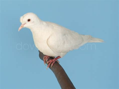 Pretty Birds Doves Tufted