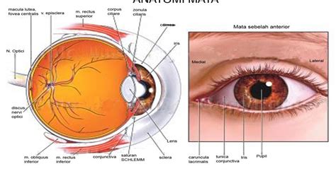 Anatomi, Bagian Dalam Mata dan Fungsinya