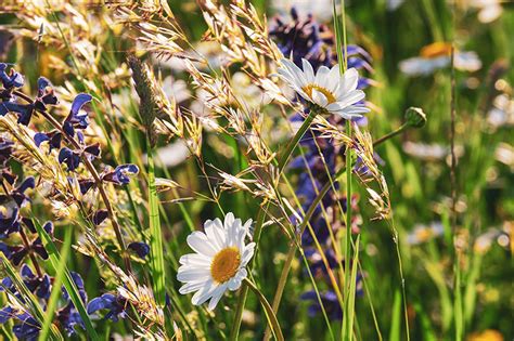 Lebensräume im eigenen Garten schaffen