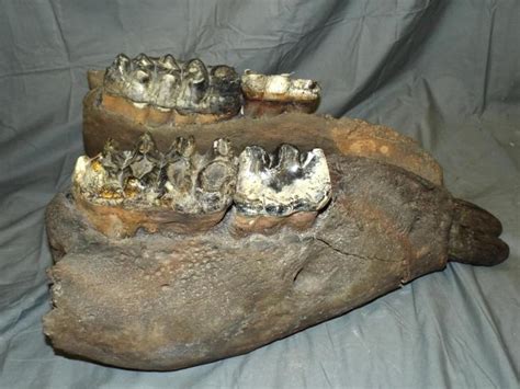 Mastodon Lower Jaw Mammut Americanum