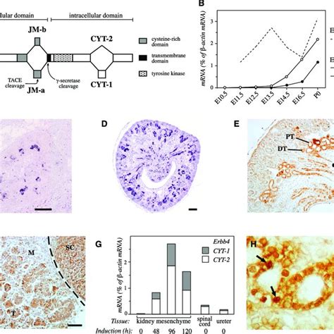 Genotype Distribution Of Erbb4 Flox Pax8 Cre Mice In Different