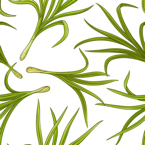 Lemongrass Cartoons Illustrations Royalty Free Vector Graphics And Clip