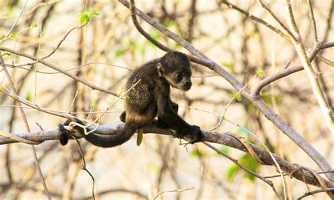 Monkey Poop Everything Youve Ever Wanted To Know A Z Animals