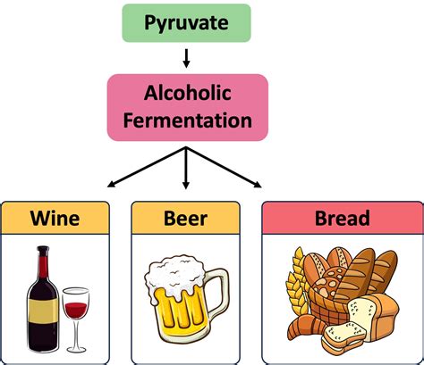 Fermentation