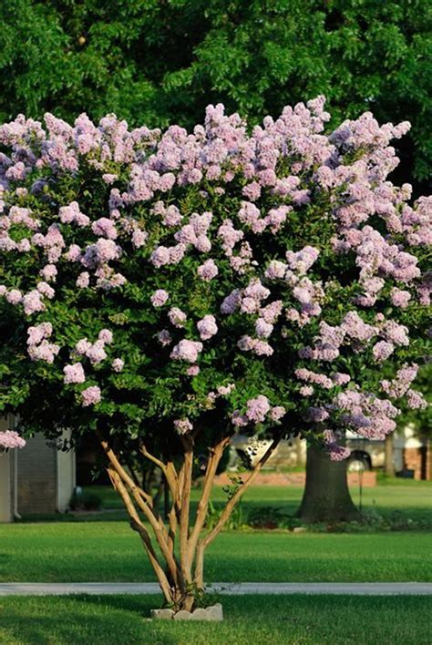Crape Myrtle Lagerstroemia indica .5g | Etsy