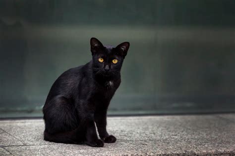 Un Gato Negro Con Ojos Naranjas Foto Premium