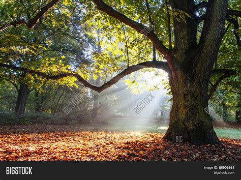 Mighty Oak Tree Image And Photo Free Trial Bigstock