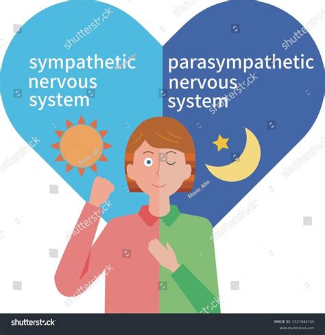 Sympathetic Parasympathetic Nervous System Illustration Stock Vector