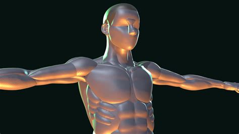 Man Anatomy T Pose Download Free 3d Model By Nooxy [eee65ca] Sketchfab