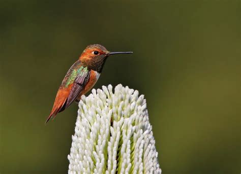 Western Hummingbird Partnership | Allen’s Hummingbird