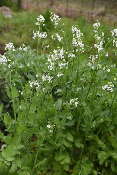 Japanese White Radish Flowers Stock Photo Image Of Field Green