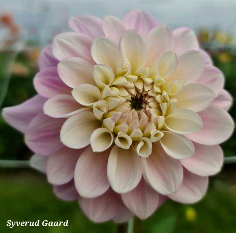 Dahlia Janick S Symphony Nyhet Syverud Gaard