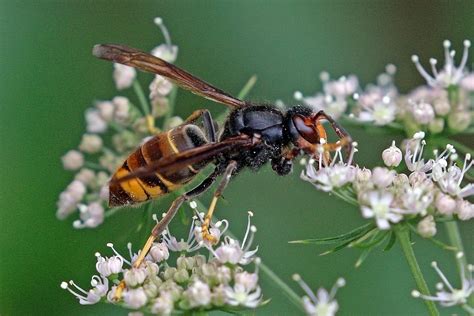 Asian Hornet Wikipedia