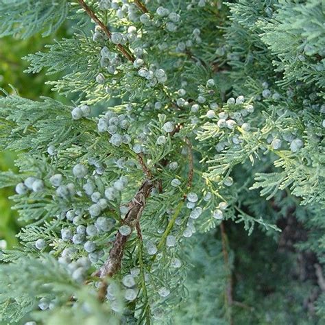 Evergreen Groundcovers for Sale | McKay Nursery | Evergreen groundcover ...