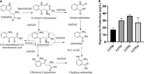 Frontiers Improving The Yield And Quality Of Daptomycin In Streptomyces Roseosporus By