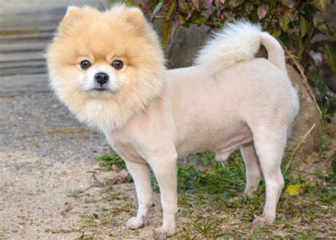 pomeranian lion cut pomeranian lion cut pomeranian haircut lion cut dog