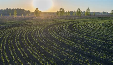 Frühling Sonnenaufgang über Der Sommergerste Gesät in Einem Kreis