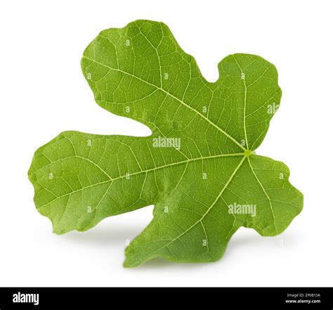 Fig Leaf Isolated On A White Background Stock Photo Alamy