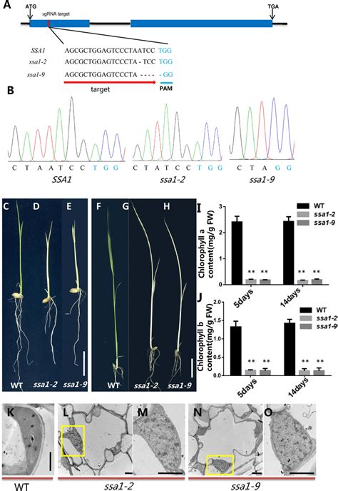 CRISPR Cas9 Targeted Mutagenesis Of SSA1 A Selection Of Knockout Target