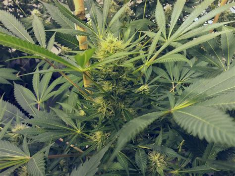 Shiva Skunk Strain Info Shiva Skunk Weed By Sensi Seeds Growdiaries