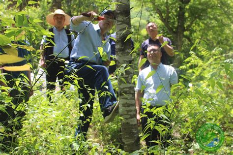 省林检局督查云坪林场林业有害生物防治工作 云坪林场 甘肃省小陇山林业保护中心官方网站