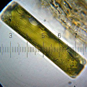 Bacillariophyta - microbewiki