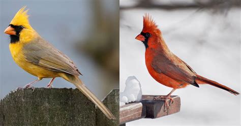 Why Is This Northern Cardinal Yellow? | Audubon