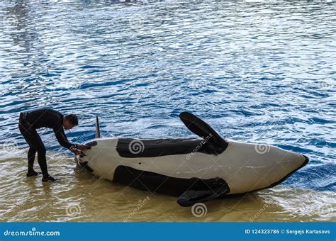 Orca Ocean Show at Loro Park, Puerto De La Cruz Editorial Photo - Image ...