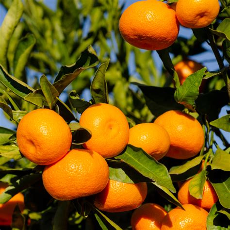 Descubre los bioestimulantes LIDA para cítricos