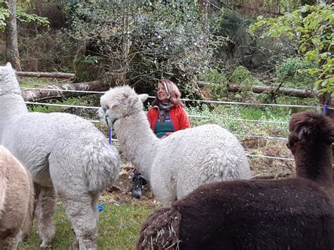 Alpaca Trekking The Naked Sheep Ireland