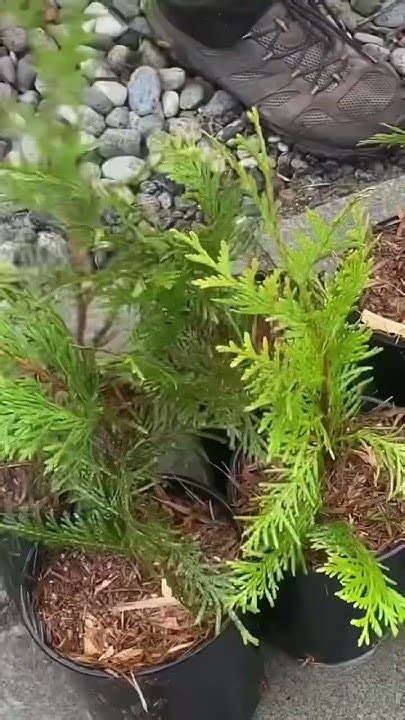 Transplanting Thuja Green Giant For Privacy Screen Shorts Foryou